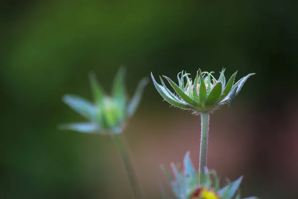 Flor Plena Floración Jardín Día Soleado Brillante —  Fotos de Stock