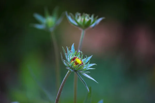 Kwiat Pełnym Rozkwicie Ogrodzie Jasny Słoneczny Dzień — Zdjęcie stockowe