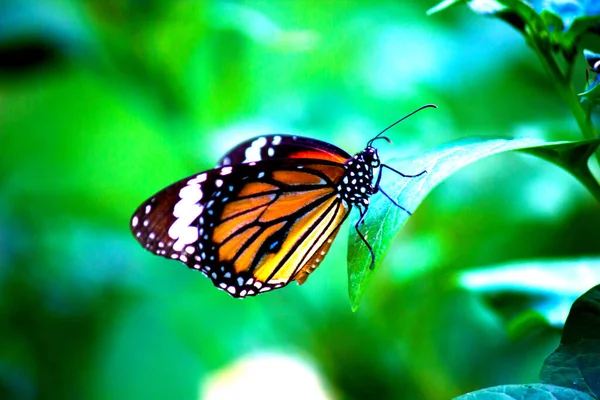 春の自然の中で花を訪れるプレインタイガー ダナウス クリスピス蝶 — ストック写真