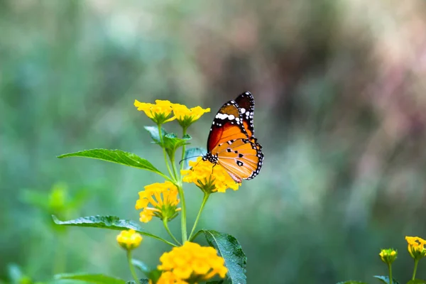 Plain Tiger Danaus Chrysippus Butterfly Visiting Flowers Nature Springtime — Stock Photo, Image