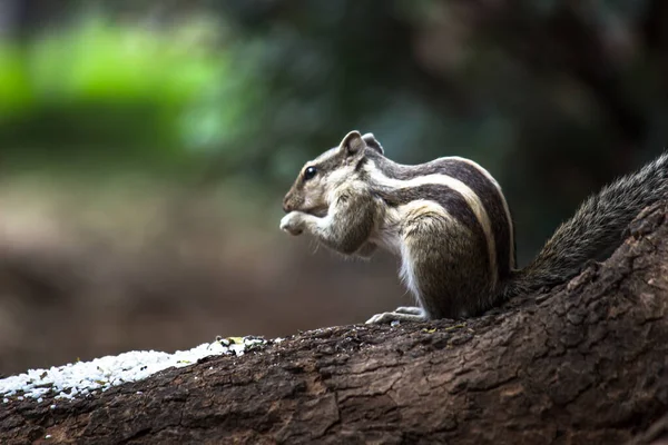 Palm Squirrel Rodent Also Known Chipmunk Tre — Stock Photo, Image