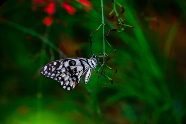 Lime Swallowtail Chequered Swallowtail Image Resting — Stock Photo, Image