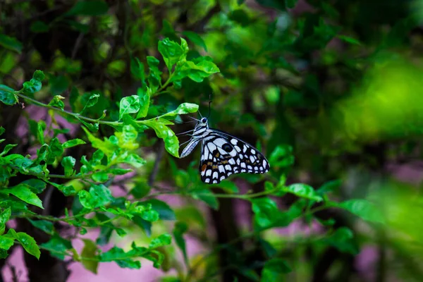 Lime Swallowtail Chequered Swallowtail Image Resting — Stock Photo, Image