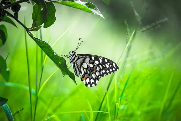 Lime Swallowtail Chequered Swallowtail Image Resting — Stock Photo, Image