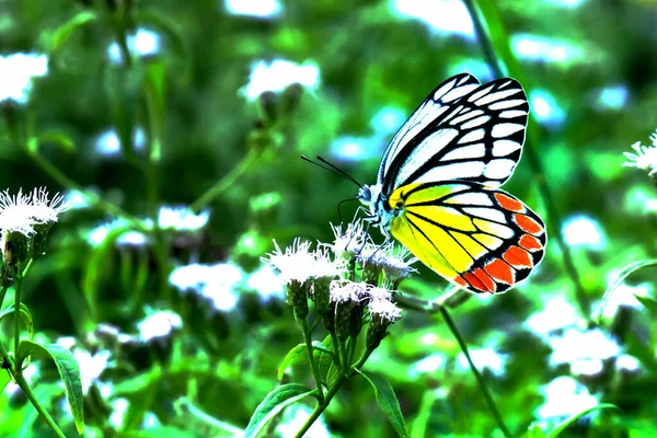 Ezabel Mariposa Visitando Plantas Flores Para Néctar Durante Primavera — Foto de Stock