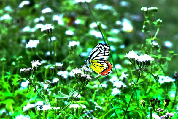 小蝶在春天造访花草以获取花蜜 — 图库照片