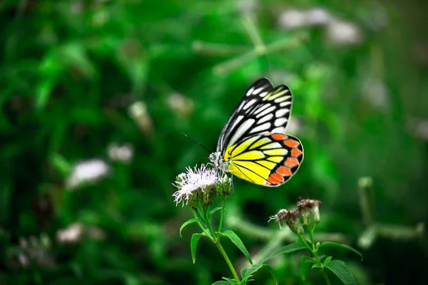 Papillon Ezebel Visitant Les Plantes Fleurs Pour Nectar Printemps — Photo