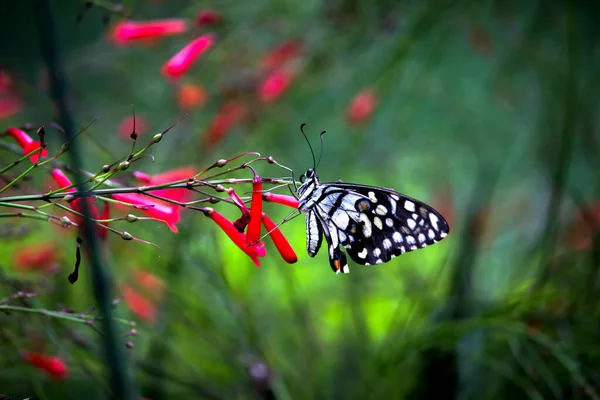 Lime Swallowtail Chequered Swallowtail Image Resting — Stock Photo, Image