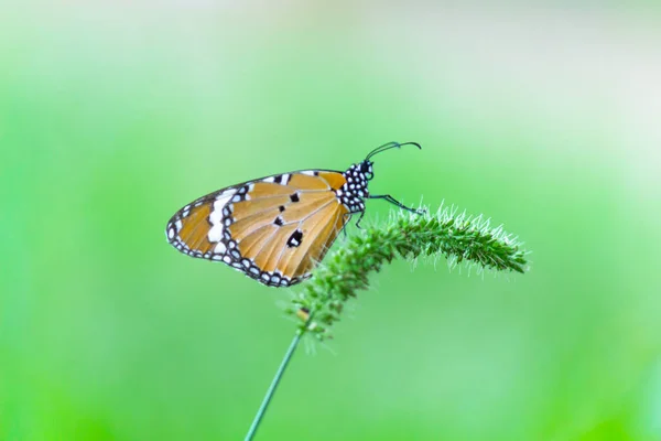 Plain Tiger Danaus Chrysippus Butterfly Visiting Flowers Nature Springtime — Stock Photo, Image