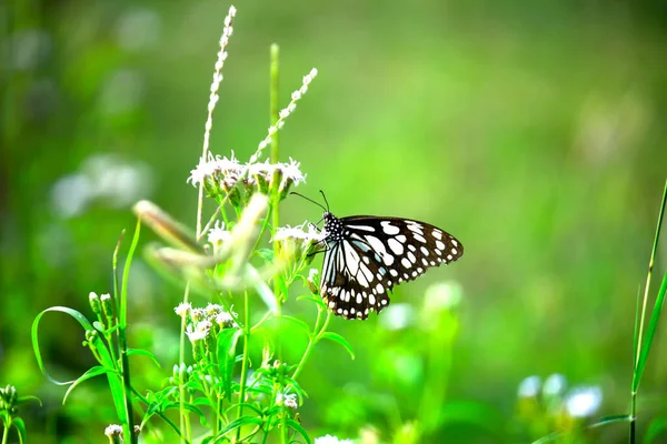 Lime Swallowtail Chequered Swallowtail Image Resting — Stock Photo, Image