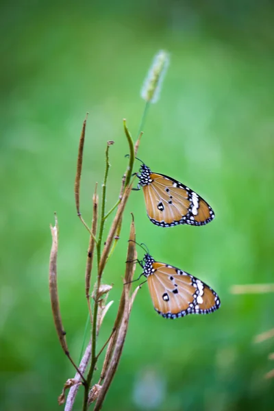 Tigre Llano Danaus Chrysippus Mariposa Visitando Flores Naturaleza Durante Primavera — Foto de Stock