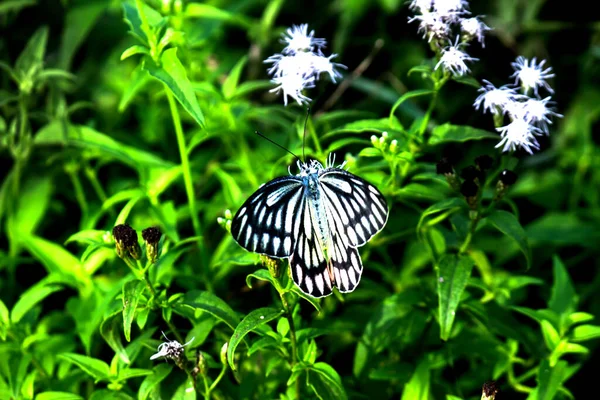 Ezabel Mariposa Visitando Plantas Flores Para Néctar Durante Primavera —  Fotos de Stock