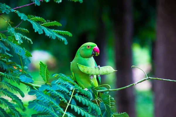 Rose Ringed Parakeet Επίσης Γνωστή Πράσινος Παπαγάλος Κάθεται Στην Κορυφή — Φωτογραφία Αρχείου