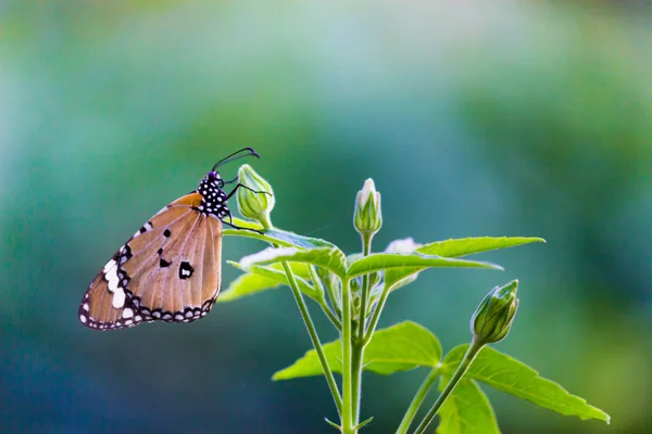 Plain Tiger Danaus Chrysippus Butterfly Visiting Flowers Nature Springtime — Stock Photo, Image