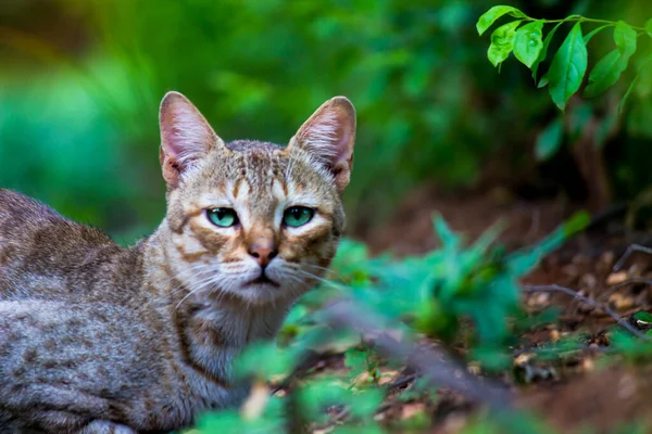 Lindo Adorable Gato Doméstico Con Ojos Verdes Brillantes Mirando Cámara — Foto de Stock