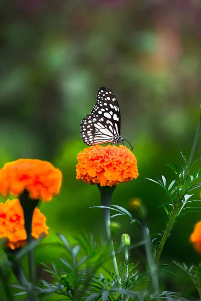 Mariposa Danaina Mariposa Maleza Lechera Moteada Azul Que Alimenta Las — Foto de Stock