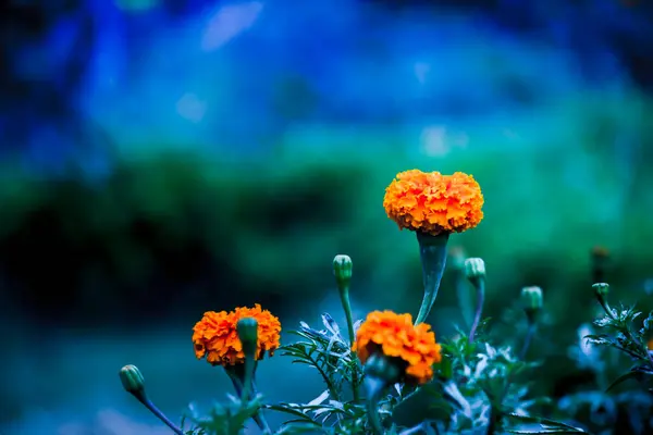 Ringelblume Voller Blüte Einer Natürlichen Umgebung Und Isoliert — Stockfoto