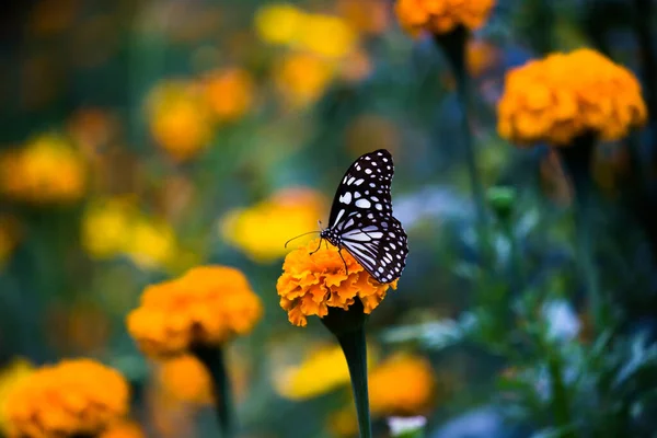 Голубая Пятнистая Молочная Бабочка Данейна Молочная Бабочка Питающаяся Цветочными Растениями — стоковое фото
