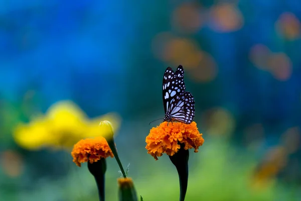 春季有蓝色斑点的米草蝴蝶或蒲公英或米草蝴蝶在花木上觅食 — 图库照片