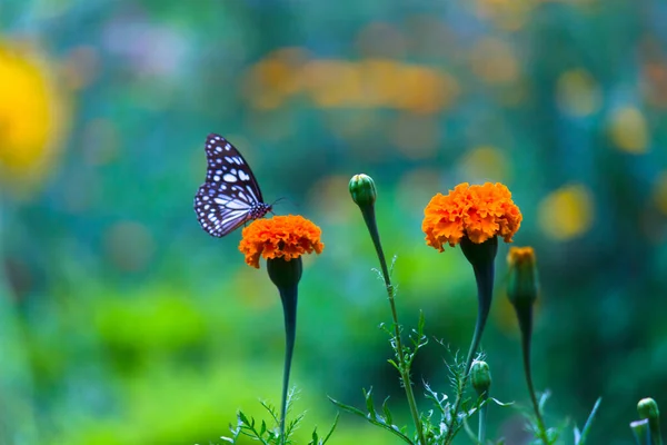 Papillon Asclépiade Points Bleus Danainae Papillon Asclépiade Nourrissant Des Plants — Photo