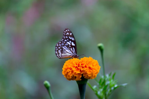 Papillon Asclépiade Points Bleus Danainae Papillon Asclépiade Nourrissant Des Plants — Photo