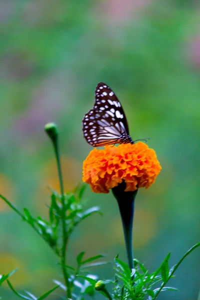 Papillon Asclépiade Points Bleus Danainae Papillon Asclépiade Nourrissant Des Plants — Photo