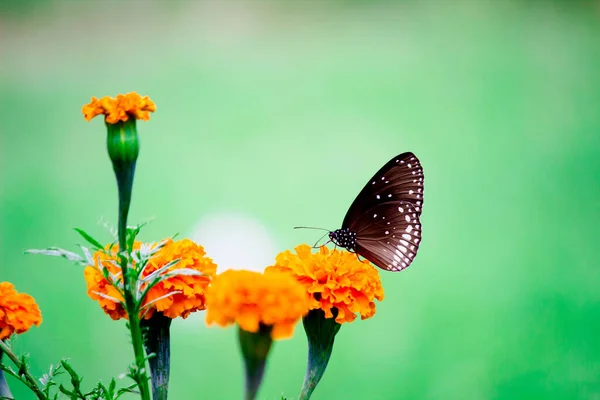 Nucleo Euploea Corvo Comune Che Riposa Sulle Piante Dei Fiori — Foto Stock