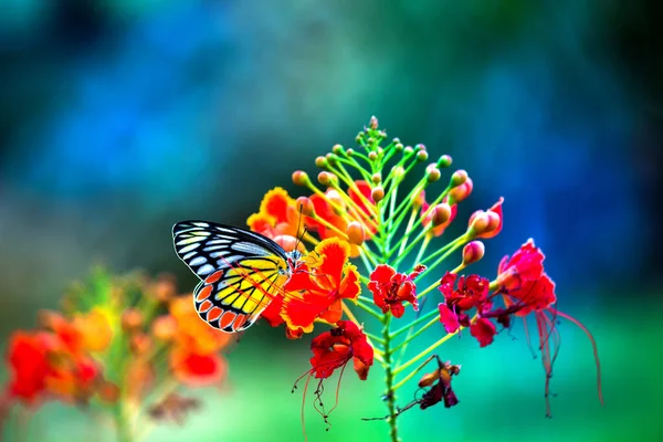 Beautiful Common Jezebel Butterfly Delias Eucharis Resting Royal Poinciana Flowers — стоковое фото