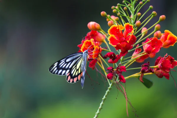 春の間に蜜のために花の植物を訪れるエゼベル蝶 — ストック写真