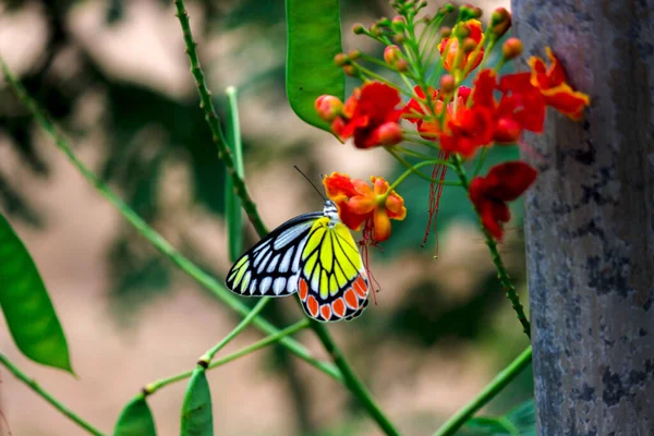 Motyl Ezebel Odwiedzając Rośliny Kwiatowe Nektar Wiosną — Zdjęcie stockowe
