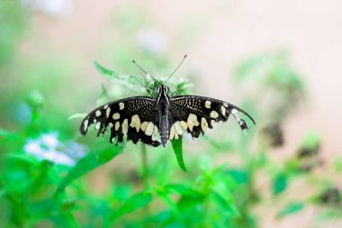 Papilio demoleus yaygın bir limon kelebeği ve kırlangıç kelebeğidir. Kelebek aynı zamanda limon kelebeği, limon kelebeği, limon kırlangıcı ve kırlangıç olarak da bilinir..