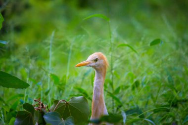 Bubulcus ibis veya Heron veya bilinen adıyla Sığır Egret doğal ortamında 