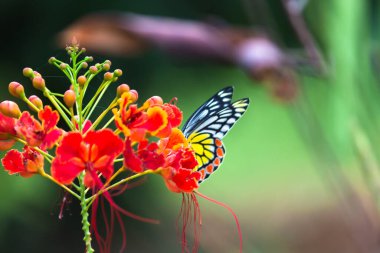 Bahar mevsiminde Royal poinciana çiçeklerinin üzerinde dinlenen güzel bir Jezebel Kelebeği (Delias Eucharis), bulanık yeşil arka planda renkli kanatların yakın plan görüntüsü, Hyderabad, Hindistan