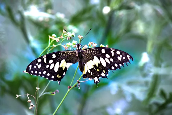 리오데몰 레우스 Papilio Demoleus 일반적 나비이며 분포되어 나비는 호랑나비로 도알려져 — 스톡 사진