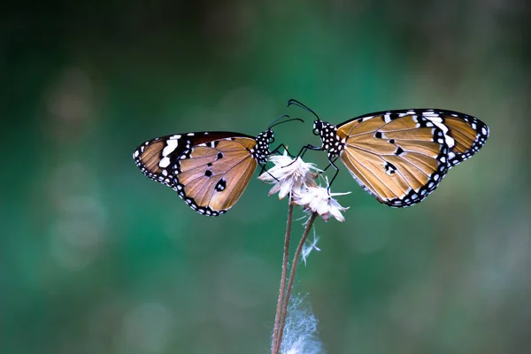 Απλή Πεταλούδα Tiger Danaus Chrysippus Τρέφεται Φυτό Λουλούδι Στη Φύση — Φωτογραφία Αρχείου