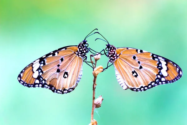 호랑이 리시포스 나비가 배경을 위에서 스스로 먹이를 — 스톡 사진