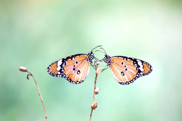 Plain Tiger Danaus Chrysippus Mariposa Alimentándose Planta Flor Naturalezas Fondo —  Fotos de Stock