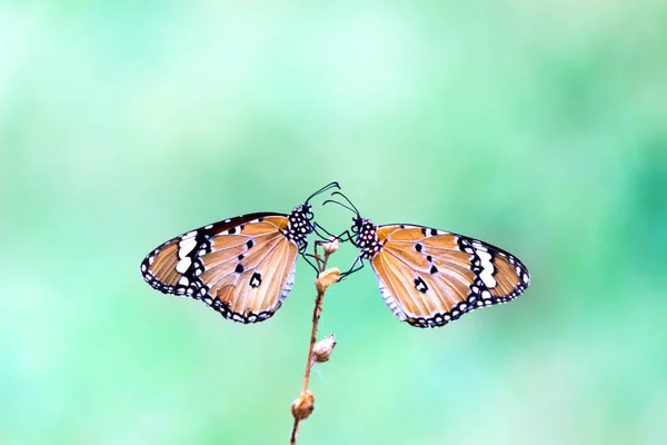 호랑이 리시포스 나비가 배경을 위에서 스스로 먹이를 — 스톡 사진