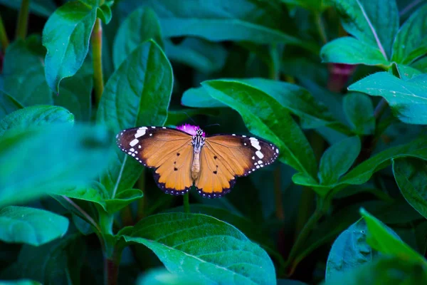 Plain Tiger Danaus Crisálida Borboleta Alimentando Sobre Planta Flores Natureza — Fotografia de Stock