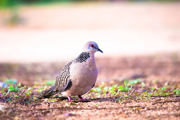 Pomba Tartaruga Europeia Streptopelia Turtur Adulto Caminhando Chão Busca Alimentos — Fotografia de Stock