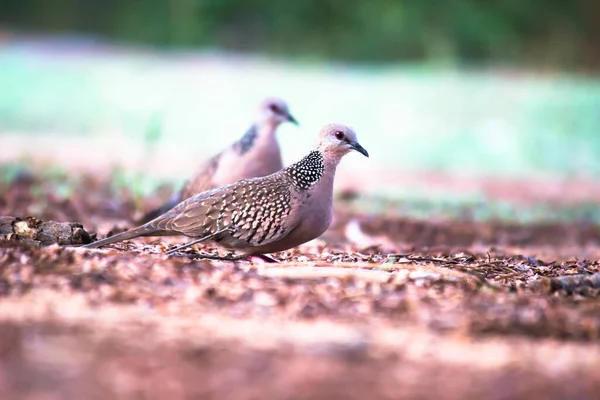 Pomba Tartaruga Europeia Streptopelia Turtur Adulto Caminhando Chão Busca Alimentos — Fotografia de Stock