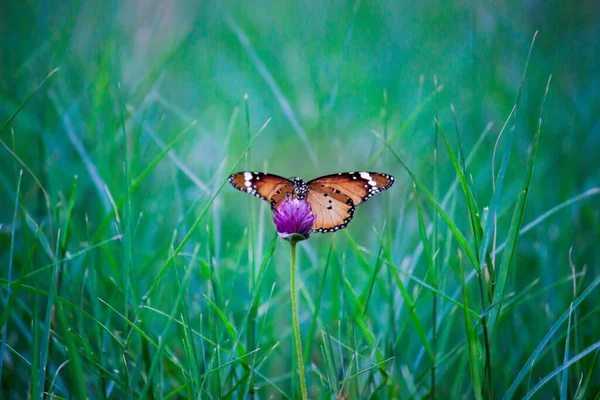 平野タイガーDanaus Chrysippus蝶は緑の背景に花の植物に餌を与えます — ストック写真