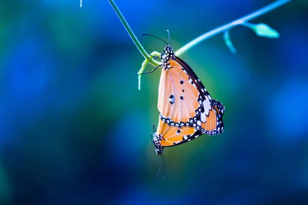 Tigre Uni Danaus Chrysippus Papillon Nourrissant Sur Plante Fleur Dans — Photo