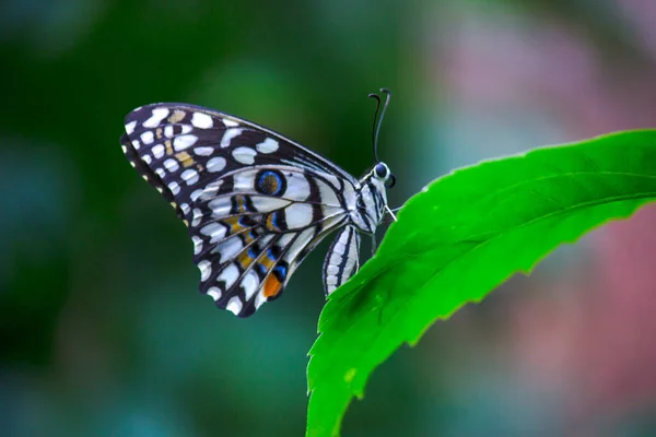 Papilio Demoleus Běžný Vápenatý Motýl Široce Rozšířený Motýl Motýl Také — Stock fotografie
