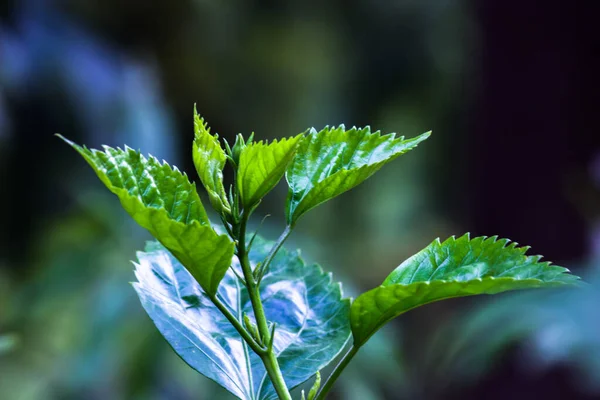 Рослини Тропічних Тропічних Лісів Кущі Зелене Листя Філодендрони Тропічному Саду — стокове фото