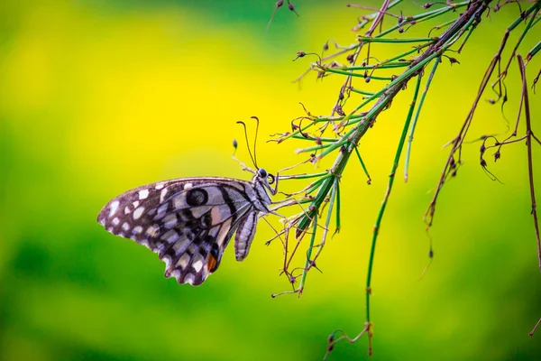 리오데몰 레우스 Papilio Demoleus 일반적 나비이며 분포되어 나비는 호랑나비로 도알려져 — 스톡 사진