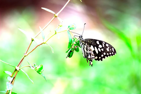 Papilio Demoleus Una Mariposa Común Lima Una Mariposa Cola Golondrina — Foto de Stock