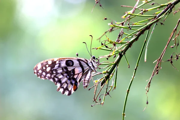 Papilio Demoleus Поширеним Лимовим Метеликом Широко Розповсюдженим Ластівковим Метеликом Метелик — стокове фото