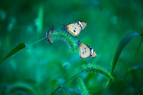 平野タイガーDanaus Chrysippus蝶は緑の背景に花の植物に餌を与えます — ストック写真