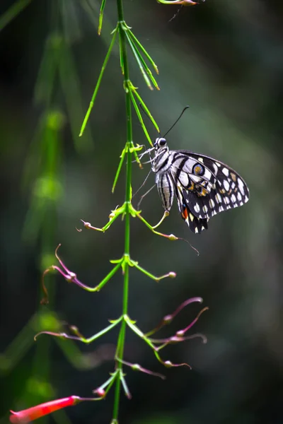 Papilio Demoleus Известковая Бабочка Широко Распространенная Ласточковая Бабочка Бабочка Известна — стоковое фото